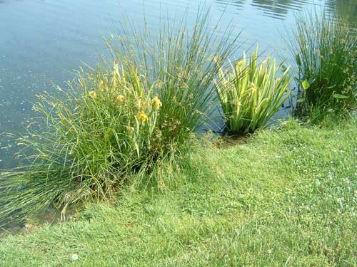 Plants on Pond Edge