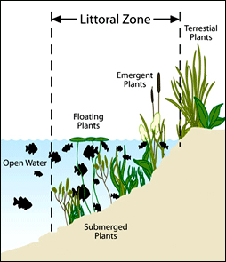 Shallow Area Along Shoreline called Littoral Zone