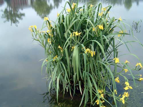 Plants on Pond Edge